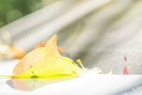 仅在高尔夫 仅在高尔夫